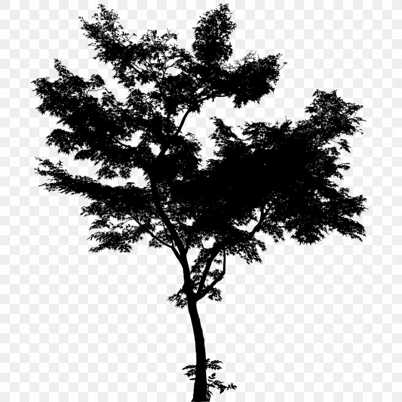 Centerblog Pine Family Branch Leaf Tree, PNG, 3150x3150px, Centerblog, American Larch, Branch, China, Ecology Download Free
