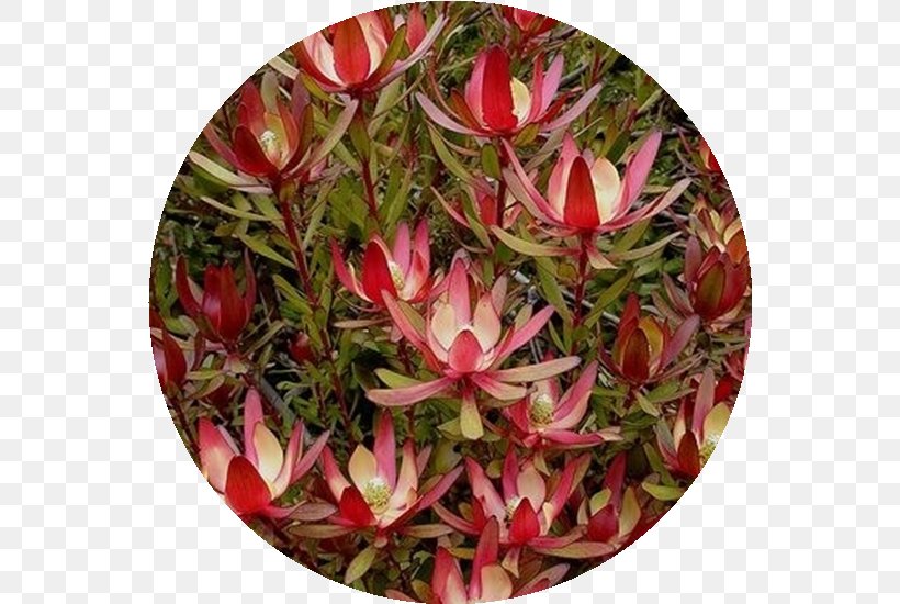 Conebushes Flower Cone Bush Petal King Protea, PNG, 550x550px, Flower, Botanical Name, Botany, Flowering Plant, Garden Download Free