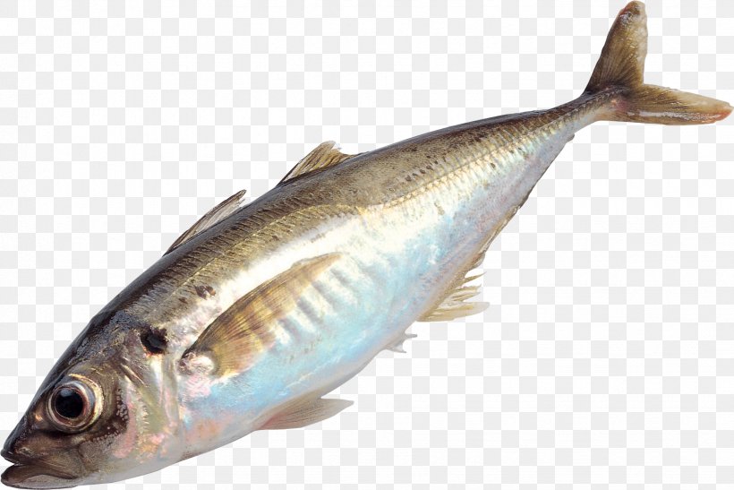 Fish As Food, PNG, 1746x1166px, Fish, Anchovy, Animal Source Foods, Bonito, Bony Fish Download Free