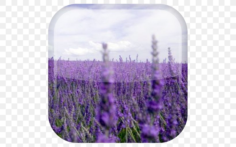 Lavender Desktop Wallpaper Flower Landscape Cloud, PNG, 512x512px, Lavender, Cloud, Computer, English Lavender, Field Download Free