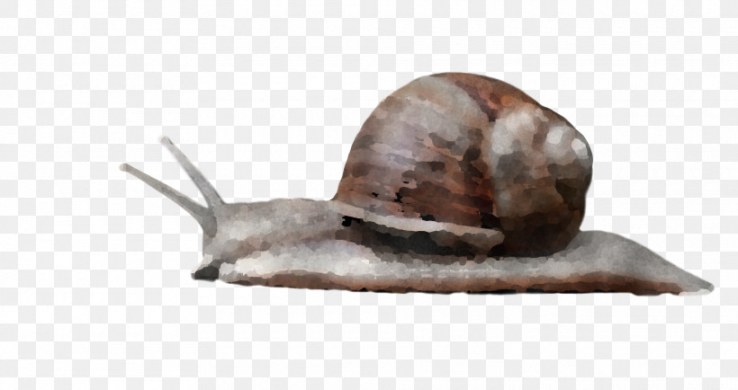 Sea Snail Sea Snail, PNG, 1920x1018px, Sea Snail, Sea, Snail Download Free