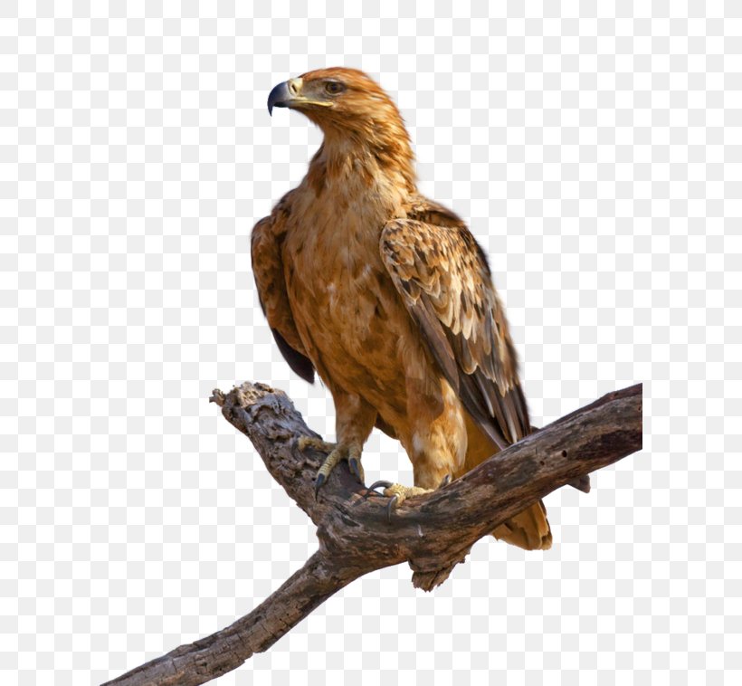 Bald Eagle Tawny Eagle Stock Photography Clip Art, PNG, 600x758px, Bald Eagle, Accipitridae, Accipitriformes, Beak, Bird Download Free