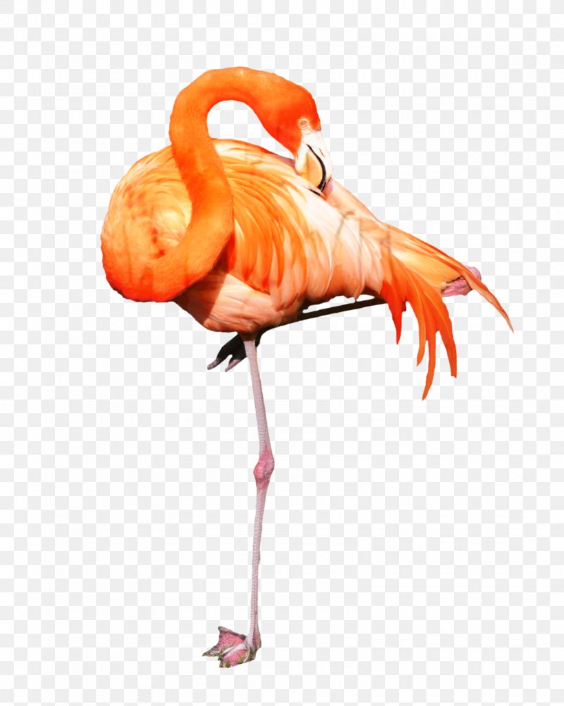 Clip Art Openclipart Illustration Free Content Vector Graphics, PNG, 1596x1995px, Flamingo, Beak, Bird, Greater Flamingo, Light Switches Download Free