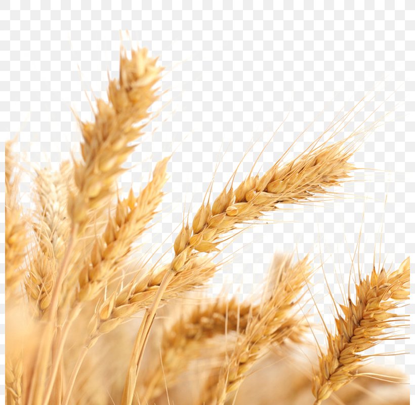 Common Wheat Wheat Allergy Ear Cereal Harvest, PNG, 800x800px, Common Wheat, Avena, Barley, Cereal, Cereal Germ Download Free