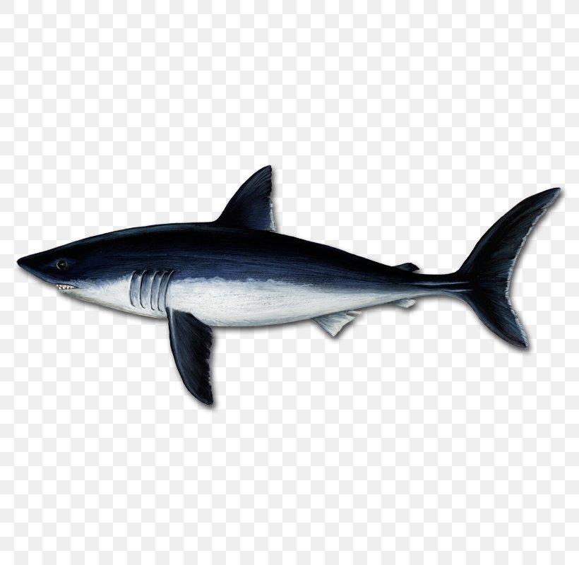 Great White Shark Tiger Shark Mackerel Sharks Porbeagle Squaliform Sharks, PNG, 800x800px, Great White Shark, Cartilaginous Fish, Cartilaginous Fishes, Fauna, Fin Download Free