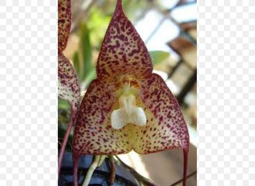 Moth Orchids Dracula Bella Embryophyta Bulb Tuber, PNG, 600x600px, Moth Orchids, Bulb, Dracula, Embryophyta, Flora Download Free