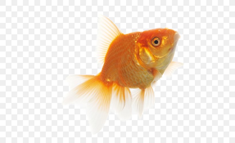 Common Goldfish Feeder Fish Bony Fishes, PNG, 500x500px, Common Goldfish, Bony Fishes, Bonyfish, Cyprinidae, Digital Image Download Free