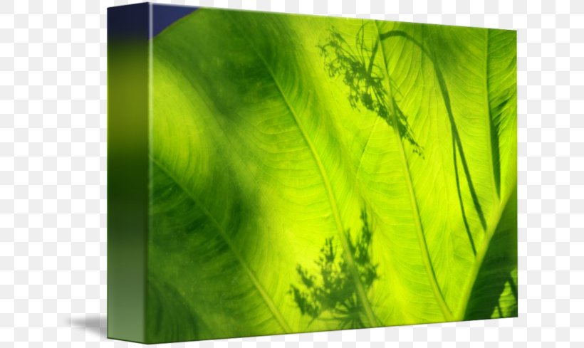 Green Leaf, PNG, 650x489px, Green, Grass, Leaf Download Free