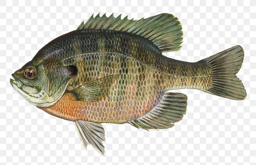 Largemouth Bass Redeye Bass Freshwater Fish Fishing, PNG, 800x528px, Largemouth Bass, Alligator Gar, Angling, Bass, Bass Fishing Download Free