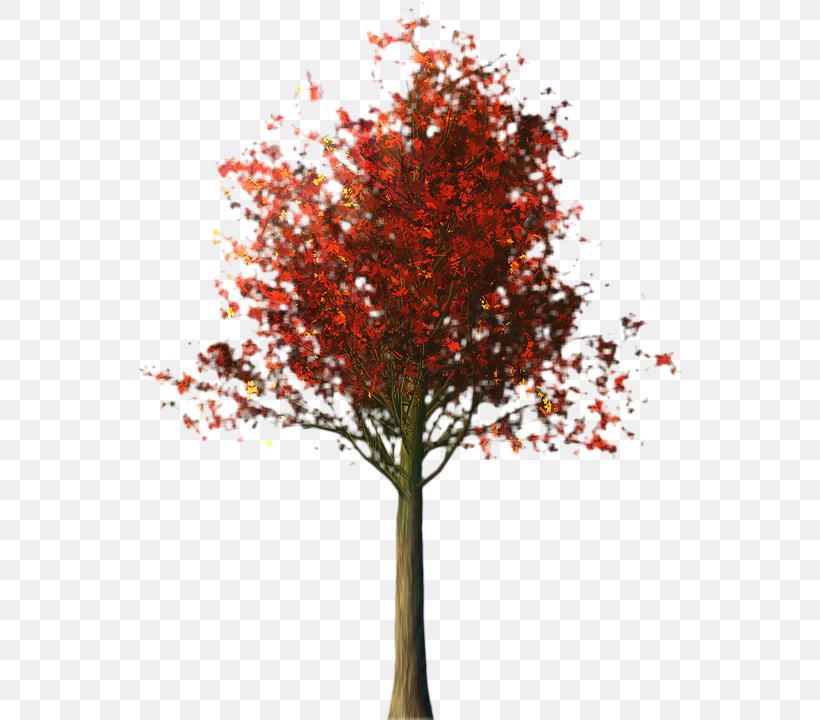 Red Maple Tree, PNG, 556x720px, Autumn, Branch, Deciduous, Flower, Leaf Download Free
