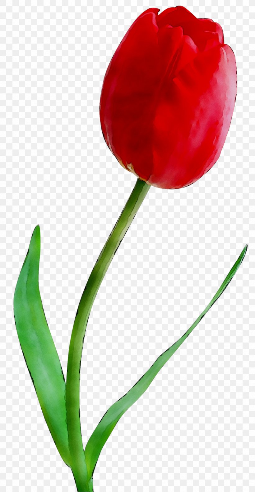 Tulip Cut Flowers Plant Stem Bud Peppers, PNG, 971x1872px, Tulip, Anthurium, Bell Pepper, Botany, Bud Download Free