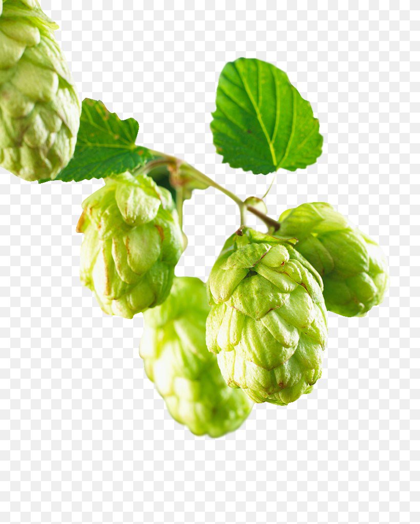 Beer Common Hop Hops, PNG, 819x1024px, Budweiser, Alcoholic Drink, Beer, Branch, Common Hop Download Free