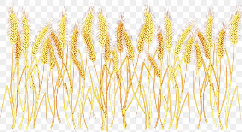 Clip Art Vector Graphics Wheat Openclipart, PNG, 2999x1640px, Wheat, Cereal, Grain, Plant, Wheatgrass Download Free