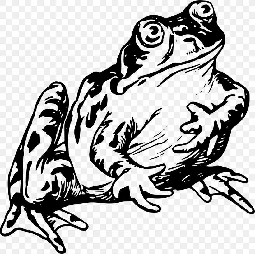 Common Frog Vertebrate Drawing Clip Art, PNG, 1000x996px, Frog, Amphibian, Animal, Art, Artwork Download Free
