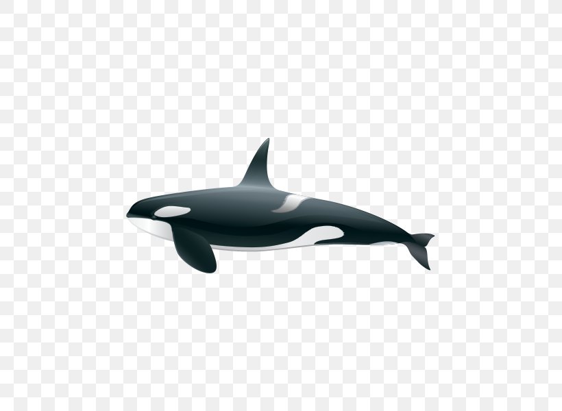 Killer Whale Common Bottlenose Dolphin Short-beaked Common Dolphin Rough-toothed Dolphin Tucuxi, PNG, 600x600px, Killer Whale, Bottlenose Dolphin, Cetacea, Common Bottlenose Dolphin, Decal Download Free
