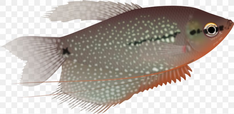Pearl Gourami Trichogaster Aquarium Fish Three Spot Gourami, PNG, 2393x1173px, Pearl Gourami, Aquarium, Coral Reef Fish, Fauna, Fin Download Free
