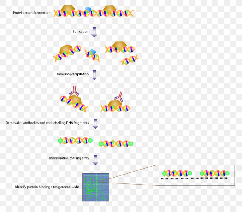 Tiling Array Chromatin Immunoprecipitation DNA Microarray Genome ChIP-on-chip, PNG, 823x722px, Tiling Array, Area, Assay, Chiponchip, Chromatin Download Free