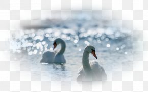 Bird - Bird Duck American Pekin Mallard Parrot PNG