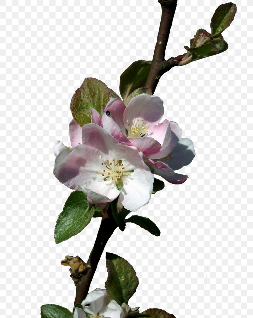 Flower Pixel Density Apple, PNG, 775x1030px, Flower, Apple, Blossom, Body Spray, Branch Download Free