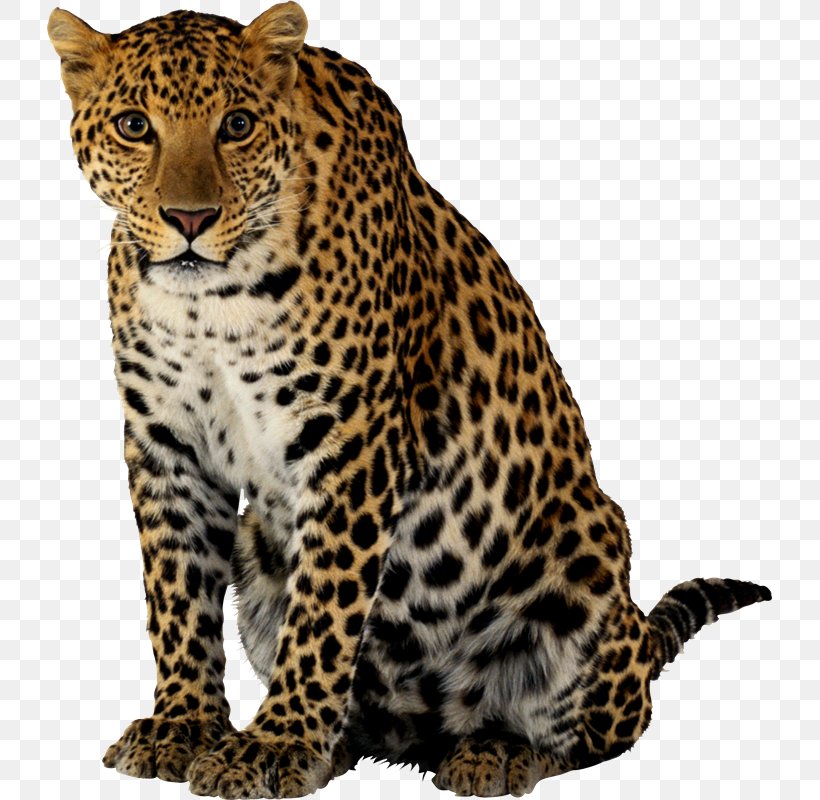Leopard Felidae Cheetah Clip Art, PNG, 725x800px, Leopard, Big Cats, Carnivoran, Cat Like Mammal, Cheetah Download Free