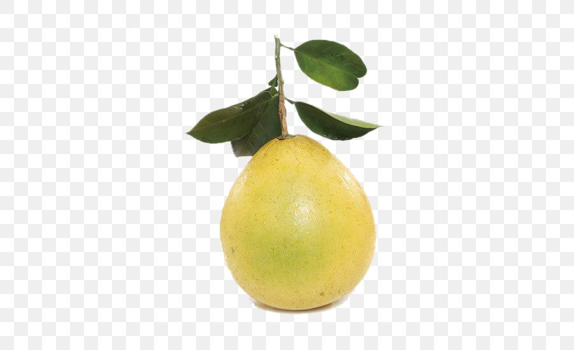 Citron Pomelo Lemon Key Lime Persian Lime, PNG, 500x500px, Citron, Auglis, Citric Acid, Citrus, Citrus Junos Download Free