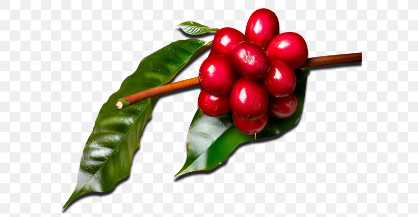 Cranberry Coffee Auglis Coffea Food, PNG, 600x427px, Cranberry, Aquifoliaceae, Aquifoliales, Auglis, Berry Download Free