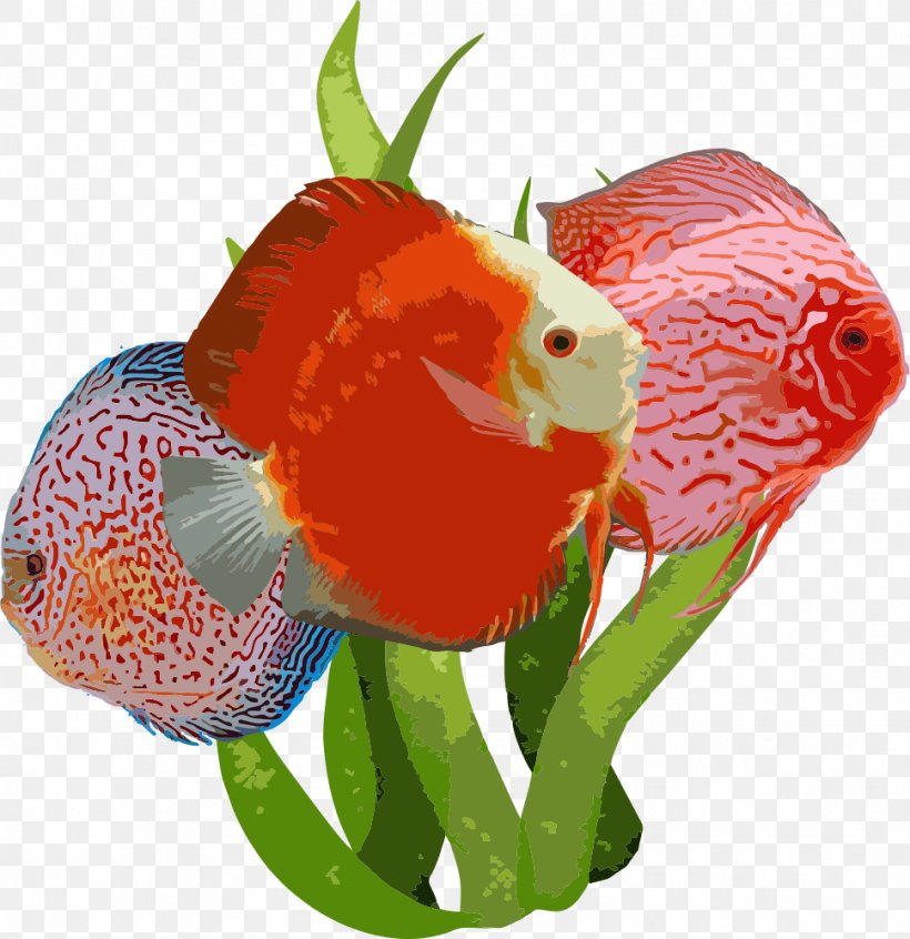 Goldfish Aquarium Fishkeeping Angelfish, PNG, 969x1000px, Goldfish, Angelfish, Animal, Aquarium, Aquarium Decor Download Free