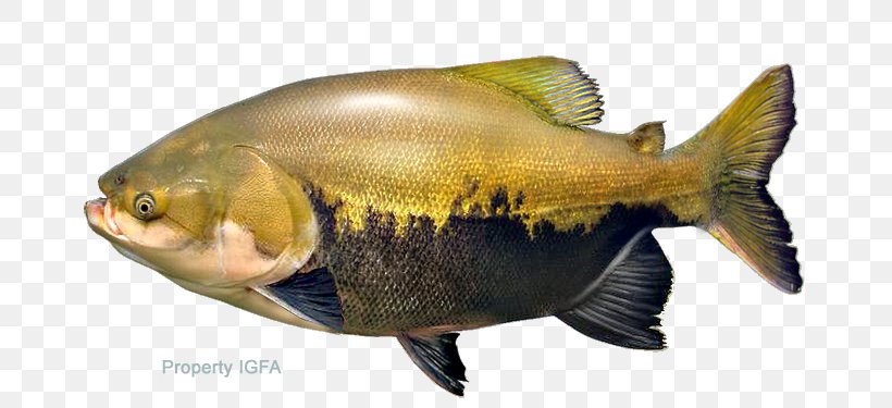 Tambaqui Pacu Fish Image Piaractus Mesopotamicus, PNG, 720x375px, Tambaqui, Aquarium, Arapaima, Bass, Bony Fish Download Free