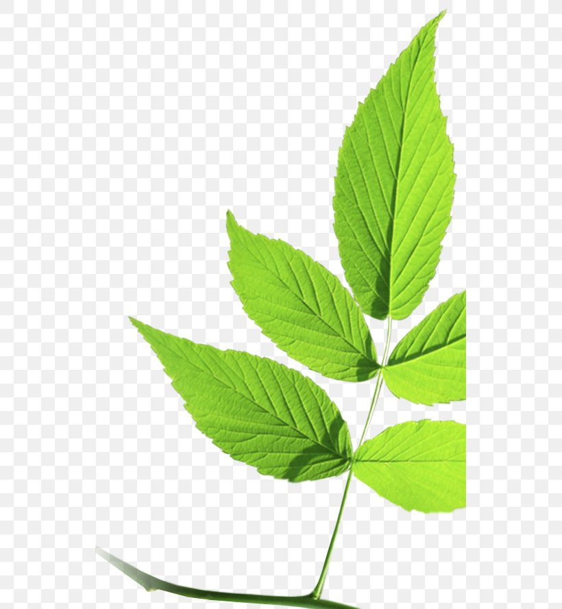 Leaf Hemp Cannabis Herb Plant Stem, PNG, 541x889px, Leaf, Cannabis, Hemp, Herb, Plant Download Free