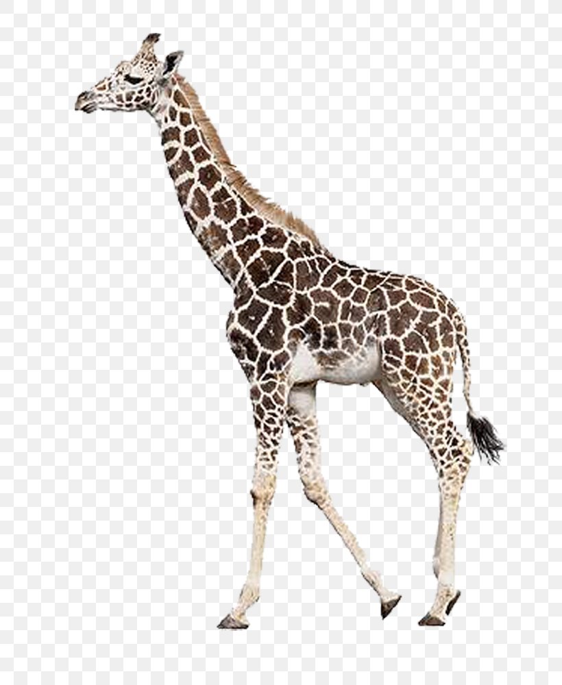 Rothschild's Giraffe Northern Giraffe Leopard Mammal Stock Photography, PNG, 800x1000px, Northern Giraffe, Animal, Animal Figure, Camelopardalis, Giraffe Download Free