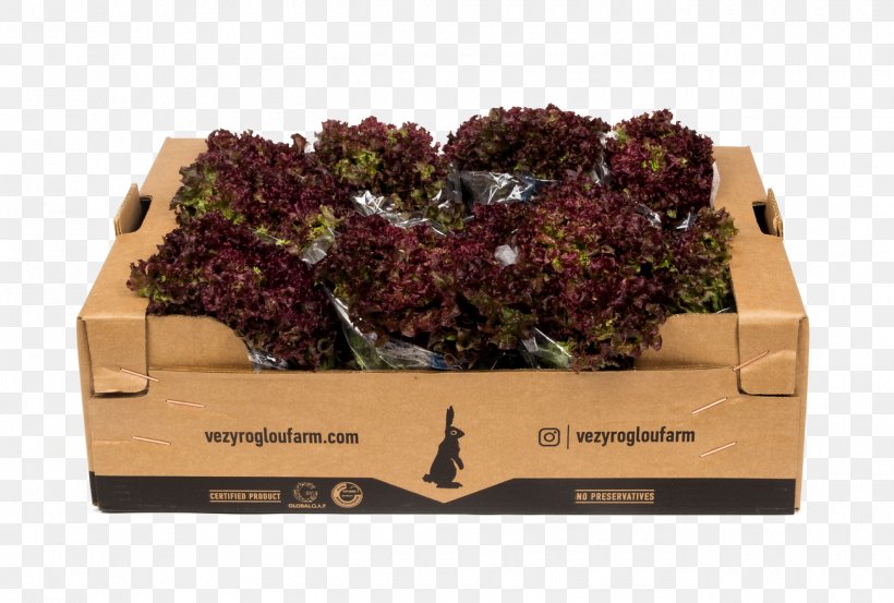 Veziroglou, A., & SIA E.E. Salad Red Leaf Lettuce Leaf Vegetable, PNG, 1300x877px, Veziroglou A Sia Ee, Box, Farm, Leaf Lettuce, Leaf Vegetable Download Free
