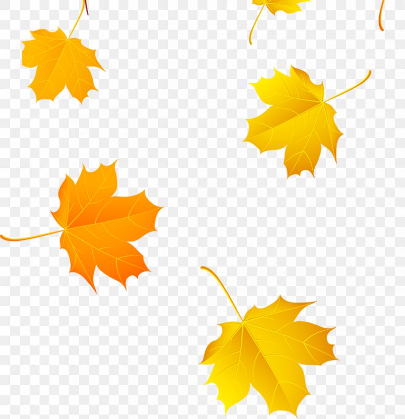 Maple Leaf Yellow Clip Art, PNG, 829x859px, Maple Leaf, Autumn Leaf Color, Flowering Plant, Gold, Information Download Free