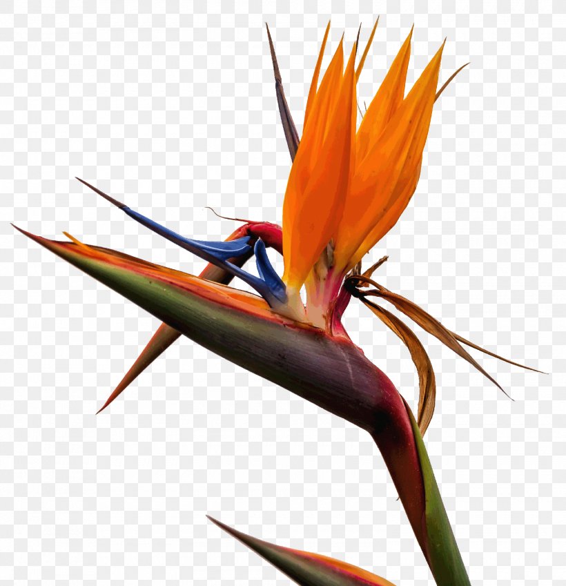 Photograph Graphics Illustration Royalty-free Santa Maria Di Castellabate, PNG, 1500x1554px, Royaltyfree, Beak, Bird, Bird Of Paradise Flower, Feather Download Free