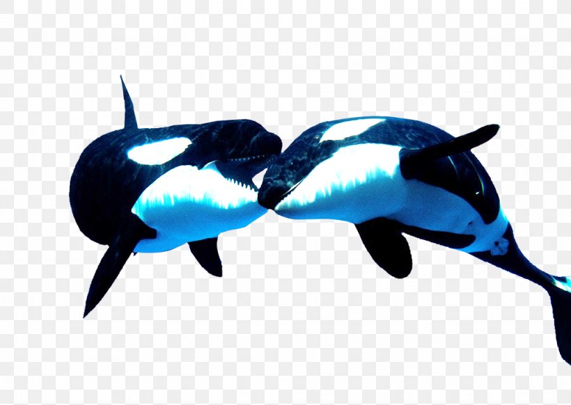 Tiger Killer Whale Animal, PNG, 1024x727px, Tiger, Animal, Dolphin, Fish, Gratis Download Free