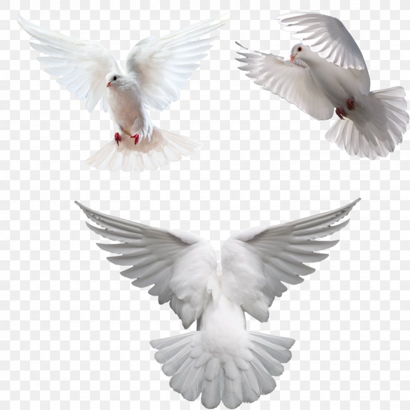 Columbidae Clip Art, PNG, 1600x1600px, Columbidae, Beak, Bird, Doves As Symbols, Feather Download Free