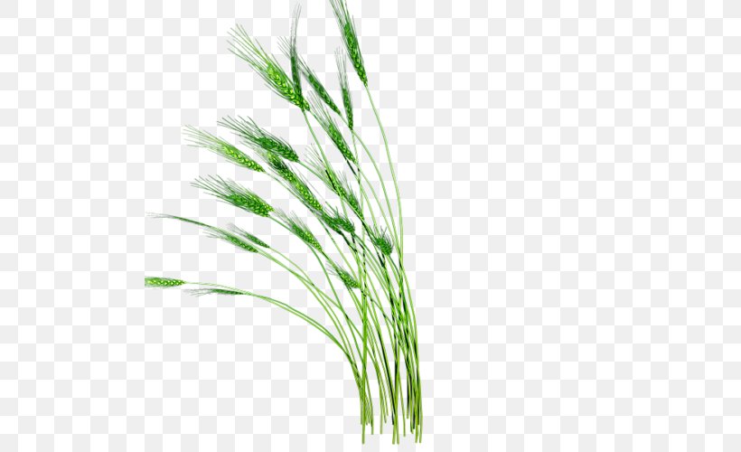 Download Rice Gadu, PNG, 500x500px, Rice Gadu, Chrysopogon Zizanioides, Commodity, Data, Grass Download Free