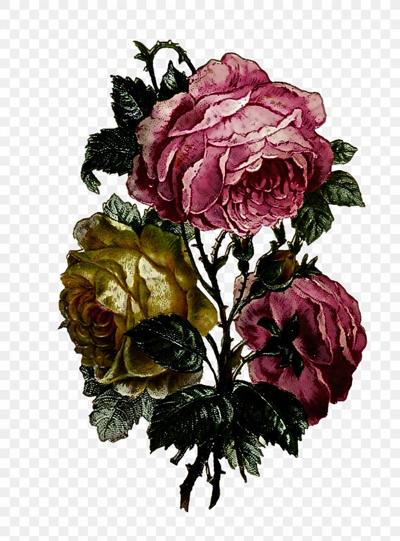 Garden Roses, PNG, 1181x1600px, Flower, Bouquet, Cut Flowers, Flowering Plant, Garden Roses Download Free