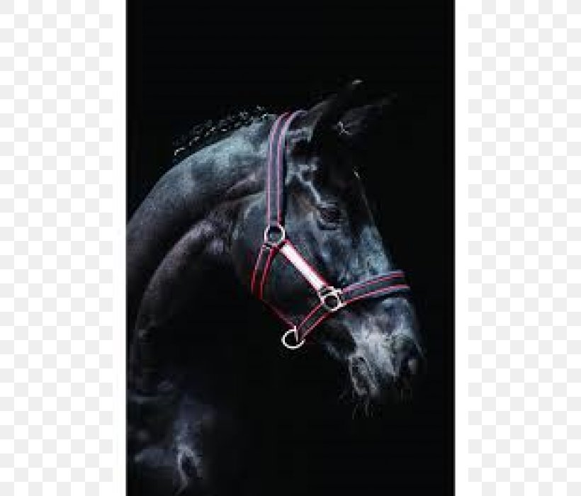 Halter Horse Pony Bridle Rambo, PNG, 700x700px, Halter, Bit, Bridle, Equestrian, Horse Download Free