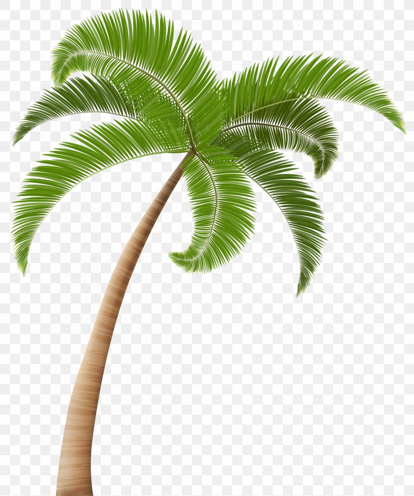 Palm Trees Clip Art, PNG, 4176x5000px, Coconut Water, Arecaceae, Arecales, Coconut, Coconut Milk Download Free