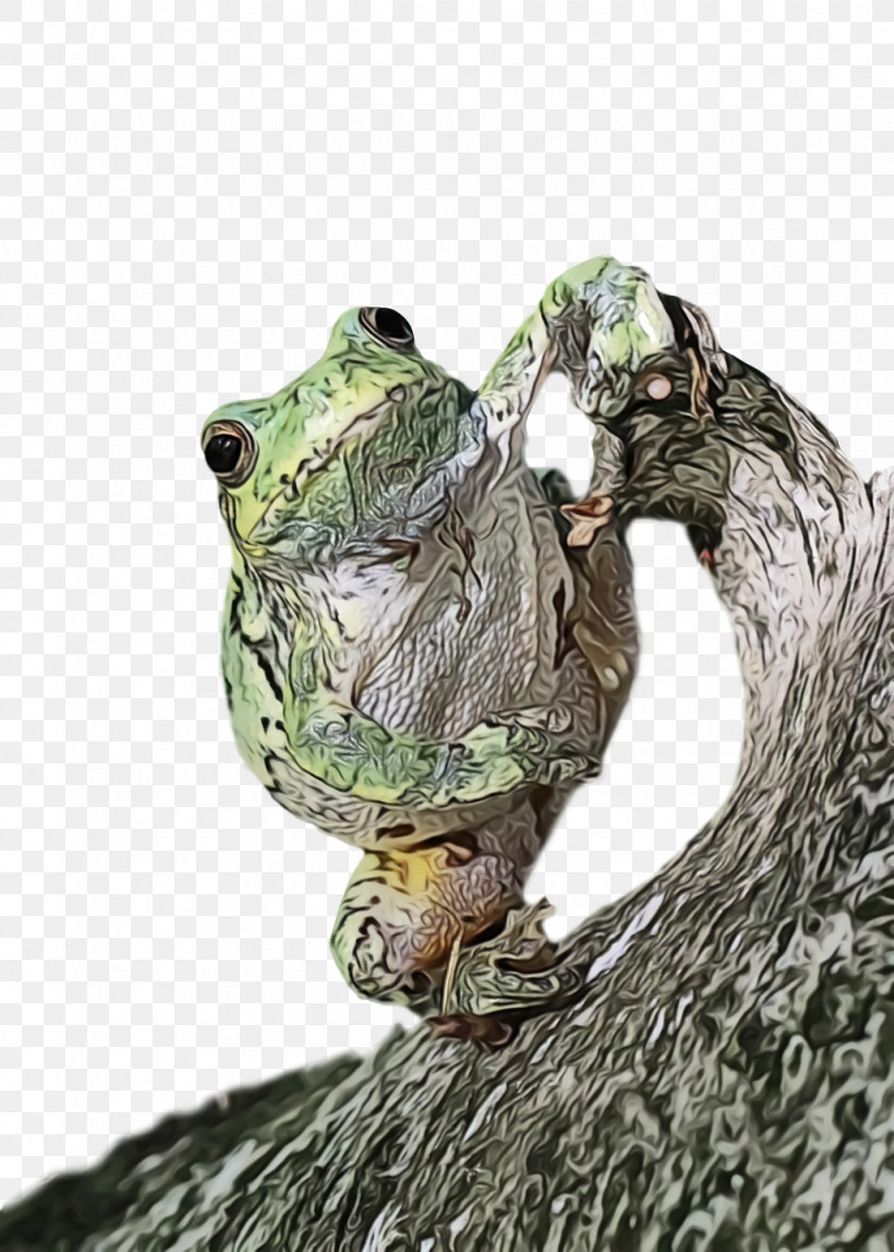 Reptiles True Frog Bullfrog International Toad M-tree, PNG, 1028x1440px, Watercolor, Biology, Bullfrog International, Mtree, Paint Download Free