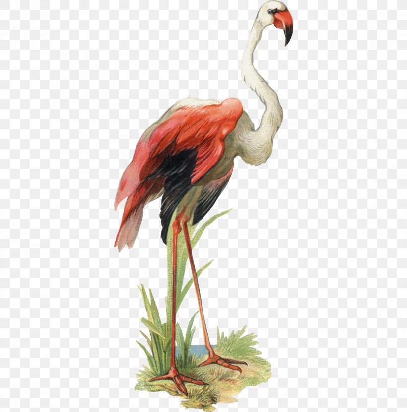 Bird Goose Flamingo Clip Art, PNG, 1985x2008px, Bird, Art, Beak, Cartoon, Crane Like Bird Download Free