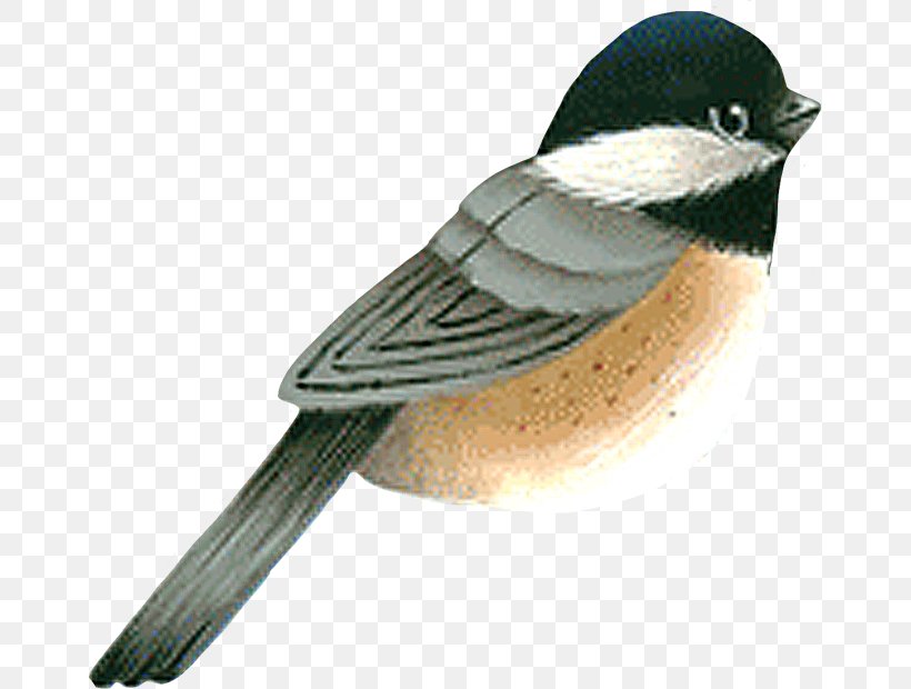 American Sparrows Chickadee Beak Fauna Wing, PNG, 659x620px, American Sparrows, Beak, Bird, Chickadee, Emberizidae Download Free