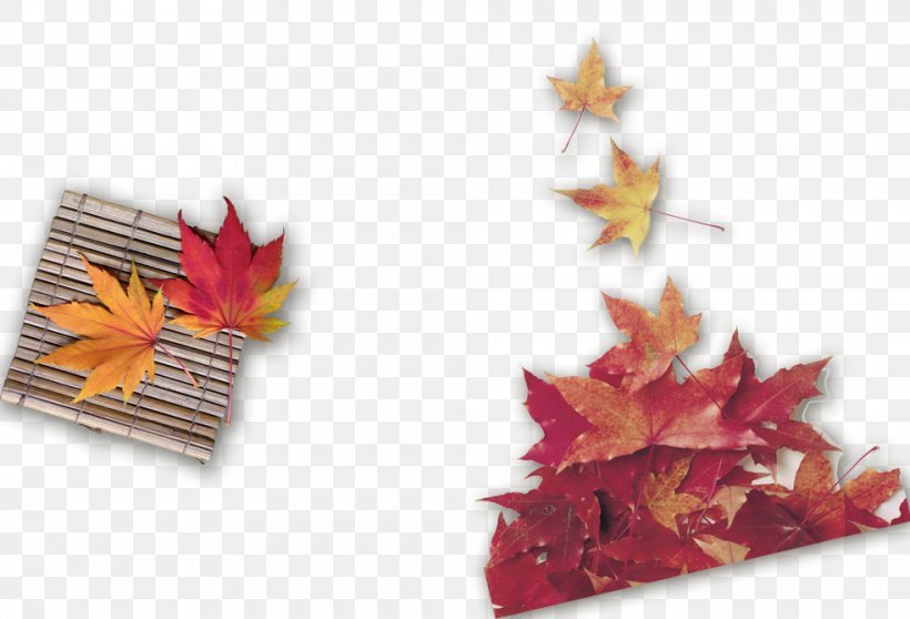 Autumn Maple Leaf Wallpaper, PNG, 984x670px, Autumn, Deciduous, Fundal, Leaf, Maple Leaf Download Free