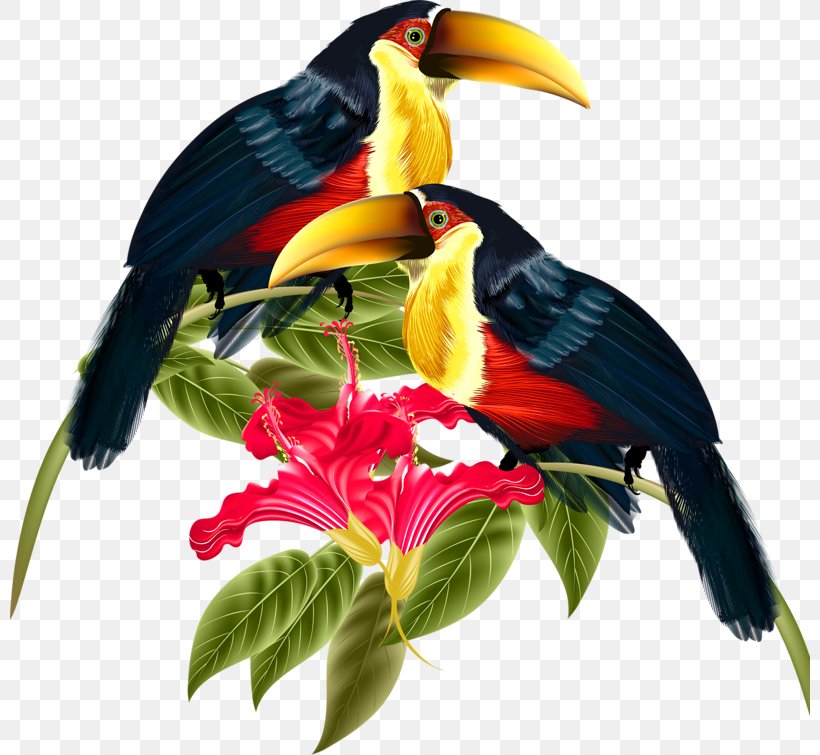 Bird Toucan Clip Art, PNG, 800x755px, Bird, Beak, Depositphotos, Digital Image, Flower Download Free