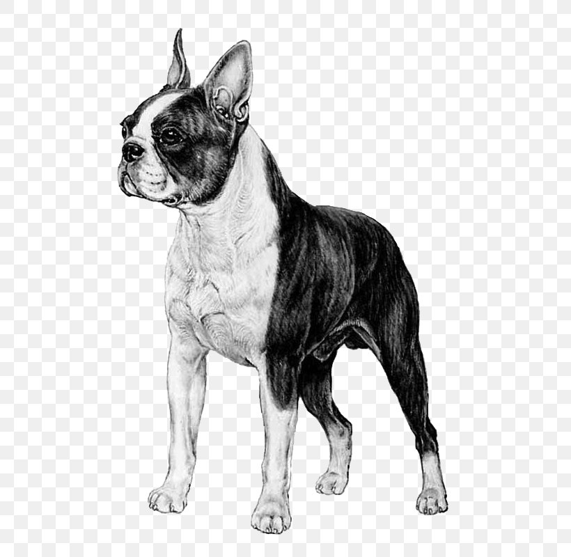 Boston Terrier Toy Bulldog French Bulldog Dog Breed Companion Dog, PNG, 800x800px, Boston Terrier, Black And White, Boston, Breed, Bulldog Download Free