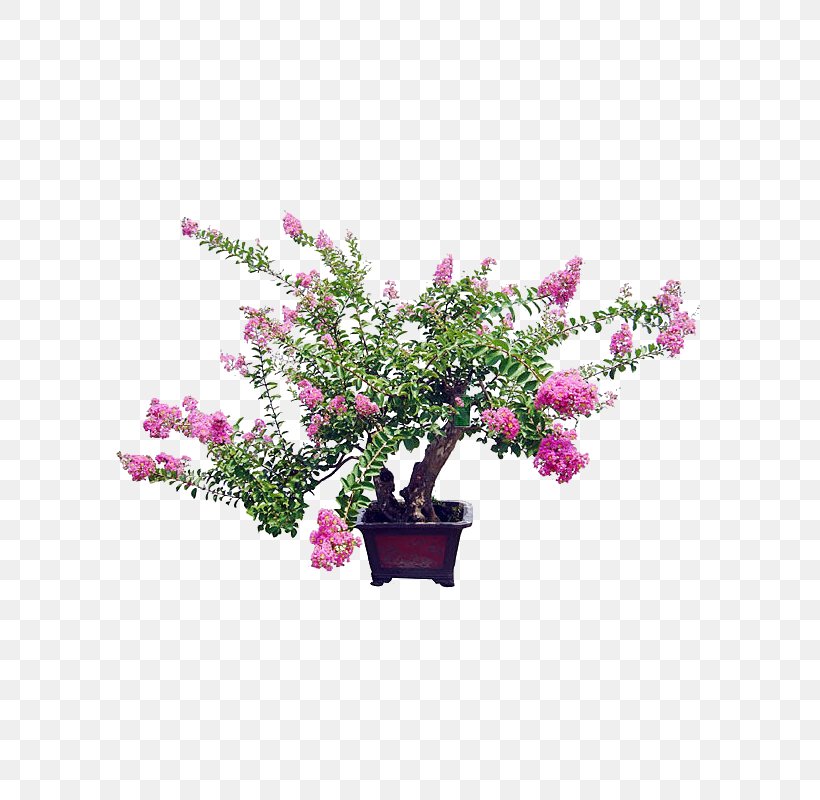 Crepe-myrtle Bonsai Flowerpot Benih Macrophanerophytes, PNG, 600x800px, Crepemyrtle, Artificial Flower, Benih, Bonsai, Branch Download Free