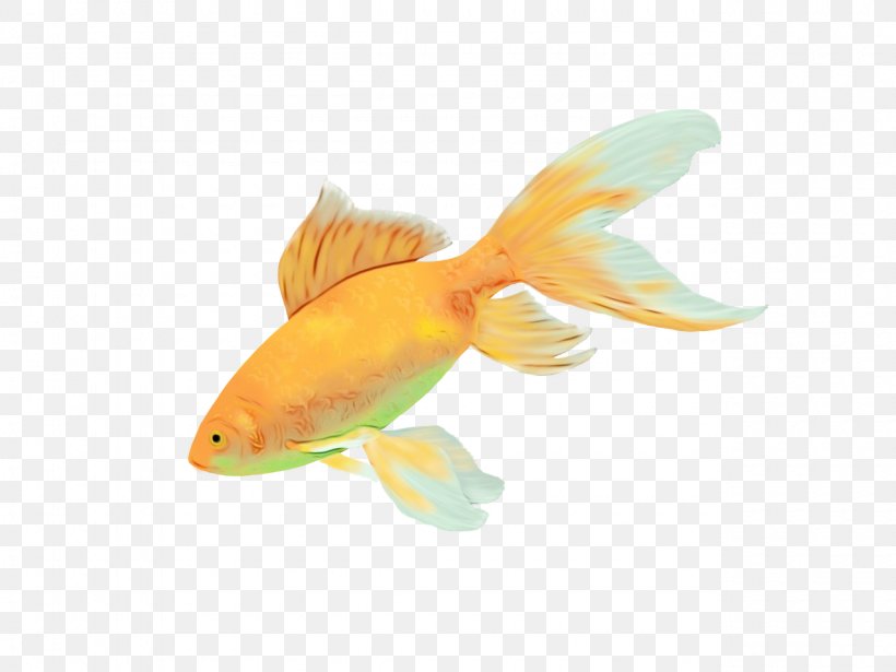 Fish Fish Fin Goldfish Feeder Fish, PNG, 1280x960px, Watercolor, Bonyfish, Feeder Fish, Fin, Fish Download Free