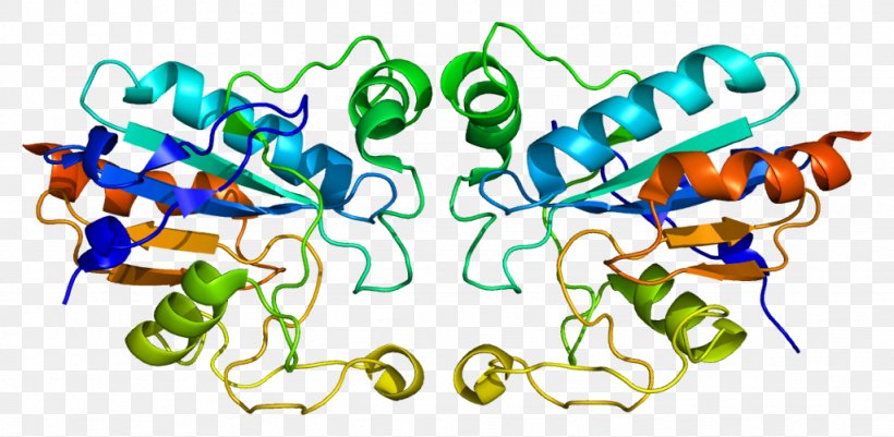 Glutathione Peroxidase GPX1 Selenoprotein, PNG, 1024x502px, Glutathione Peroxidase, Area, Artwork, Catalase, Enzyme Download Free