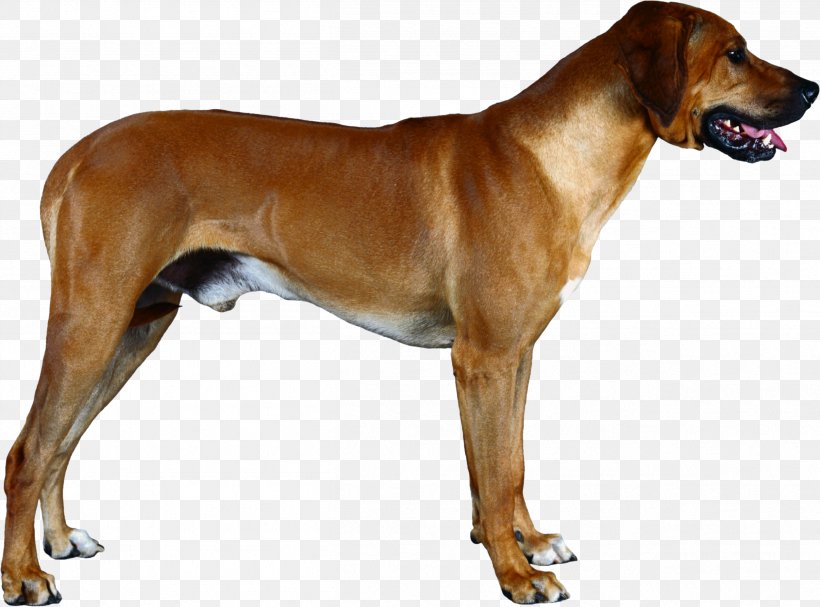 Rhodesian Ridgeback Broholmer English Foxhound Redbone Coonhound Tosa, PNG, 2509x1860px, Rhodesian Ridgeback, Animal, Animalassisted Therapy, Black And Tan Coonhound, Broholmer Download Free