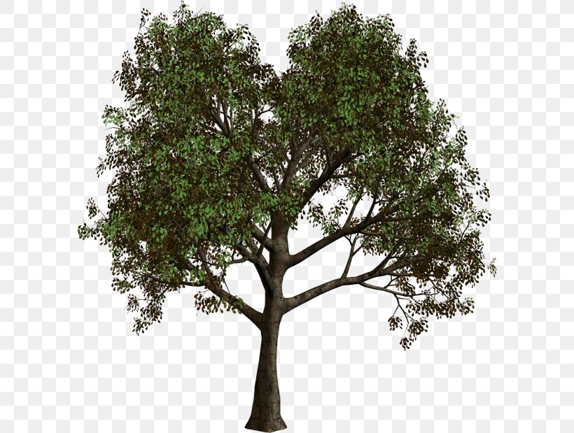 Tree Forest Clip Art, PNG, 600x619px, Tree, Branch, Christmas Tree, Forest, Information Download Free
